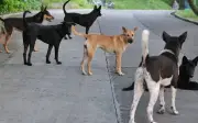 Mùa hè nóng bỏng với những vụ chó cắn và người yêu chó quá khích