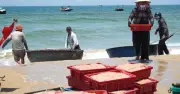 Mùa ruốc biển tất bật ở Đà Nẵng, ngư dân thu nhập khá
