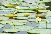 Mùa sen trắng Hồ Tịnh Tâm: Nét thanh tao giữa lòng xứ Huế