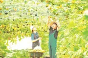 Măng Đen chuyển mình nhờ rau xứ lạnh: Hướng đi mới cho nông nghiệp và du lịch