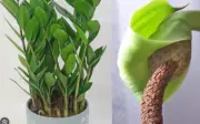 Mẹo trồng cây kim tiền ra hoa: Ý nghĩa phong thủy khi thấy hoa kim tiền nở