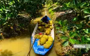Mít Đồng Tháp rớt giá thê thảm, nông dân thu hoạch càng lỗ nặng