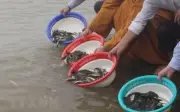 Mua phát đạn và 3 thời điểm tuyệt đối không phóng sinh