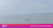 Đàn cá heo hồng quý hiếm xuất hiện ở biển Đồ Sơn, Hải Phòng