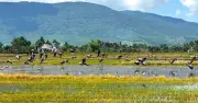 Đàn cò nhạn quý hiếm hàng trăm con xuất hiện tại cánh đồng Đắk Lắk