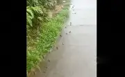 Đàn cá rô đồng kỳ lạ di chuyển trên đường bê tông sau mưa lớn