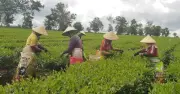 Đồn điền chè Bàu Cạn: Di sản hơn một thế kỷ giữa lòng cao nguyên Gia Lai