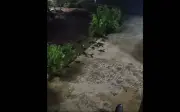 Đàn rái cá hoang dã bất ngờ ghé thăm nhà dân ở Thái Lan