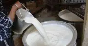 Ấn Độ triệt phá cơ sở sản xuất sữa giả quy mô lớn, thu giữ hóa chất độc hại