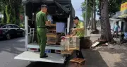 Đơn vị kiểm lâm lên tiếng vụ tạm giữ 35 con chim chào mào ở TPHCM