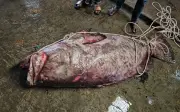 Ngư dân Bangladesh bắt được cá boll khổng lồ nặng 200 kg