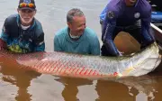 Ngư dân Brazil vất vả kéo cá khổng lồ nặng gần 100 kg lên bờ