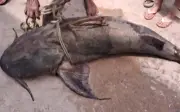 Ngư dân Ấn Độ bắt được cá trê khổng lồ nặng 100 kg ở sông Mahanadi