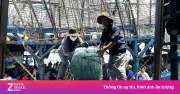 Ngư dân Quảng Ngãi 'thắng lớn' nhờ giá mực xà cao kỷ lục