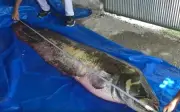 Ngư dân Thổ Nhĩ Kỳ câu được cá trê khổng lồ dài 2,5 mét, nặng 110 kg