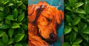 Ngủ đi, Harry! - Tiểu thuyết cảm động về chú chó bị bỏ rơi đầy nhân văn