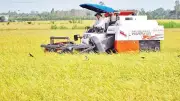 Đồng loạt gieo sạ, mở rộng lúa chất lượng cao tại ĐBSCL