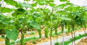Đông Mai đẩy mạnh truyền thông giảm nghèo, nhân rộng mô hình nho sữa Hàn Quốc