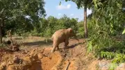 Đồng Nai khẩn trương san lấp hố sâu, giếng hoang sau vụ giải cứu voi con