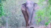 Đồng Nai tìm giải pháp ngăn voi rừng vượt hàng rào điện phá hoại
