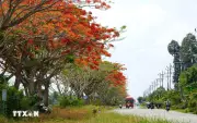 Đồng Tháp: Hoa phượng thắp lửa bờ kênh, lập vở