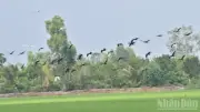 Đồng Tháp ra quân cao điểm bảo vệ động vật hoang dã và thủy sản