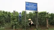 Nghệ An: 935 hợp tác xã hoạt động, 61,8% đạt hiệu quả cao