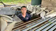 Nghệ An: Cá lồng chết hàng loạt trên sông Lam do biến động môi trường nước