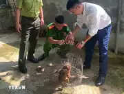 Nghệ An thả 1 cá thể khỉ mặt đỏ quý hiếm về môi trường tự nhiên