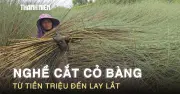 Nghề cắt cỏ bằng ở Tây Ninh: Từng kiếm tiền triệu, nay lay lắt