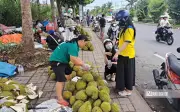 Nghịch lý sầu riêng: Nông dân bán rẻ, người tiêu dùng mua đắt vì nhiều tầng trung gian