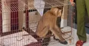 Người dân phát hiện khỉ đuôi lợn quý hiếm trong vườn, giao nộp cho công an