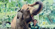Người đàn ông 40 năm gắn bó với những chú voi ở Thảo Cầm Viên Sài Gòn