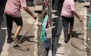 Người đàn ông Ấn Độ suýt mất mạng vì cố bắt rắn chuột không độc