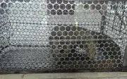Người đàn ông tự nguyện giao nộp động vật quý hiếm cho cơ quan chức năng