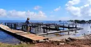 Ngành tôm hùm Cuba gặp khó, kỳ vọng từ hỗ trợ kỹ thuật của Việt Nam