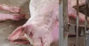 Nguy cơ virus lở mồm long móng SAT1 xâm nhập Việt Nam từ Trung Quốc
