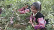 Ngày hội mận Phiêng Khoài lần thứ nhất: Sôi động và nhiều hoạt động hấp dẫn