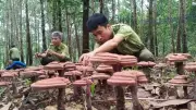 Định vị ngành lâm nghiệp trong kỷ nguyên mới: Chuyển đổi xanh và kinh tế carbon