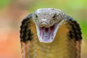 Những điều chưa biết về rắn hổ chúa: Loài vật nguy cơ tuyệt chủng