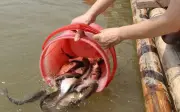 Những khung giờ đẹp nhất để đi phong sinh ai cũng nên biết