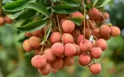 Những người nên hạn chế ăn vải để tránh hại sức khỏe