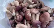 Nấm tràm: 'Lộc trời' cho sức khỏe nhưng cẩn trọng với người bệnh gout, suy thận