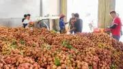 Nông dân Bắc Ninh thức trắng đêm thu hoạch vải giữa nắng nóng gay gắt