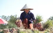 Nông dân Quảng Ngãi phấn khởi vì hành tím được mùa, giá cao