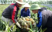 Nông dân 'thủ phủ dứa' Thanh Hóa lao đao vì giá giảm một nửa