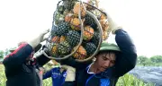 Nông dân Thanh Hóa kiếm tiền triệu mỗi ngày nhờ hái quả dưa hấu giữa nắng nóng