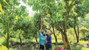 Nông sản ĐBSCL: Được mùa rớt giá, bài toán chế biến sâu