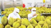 Nông sản Việt đối mặt với yêu cầu minh bạch dữ liệu từ các thị trường nhập khẩu
