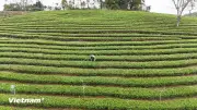 Nâng tầm đệ nhất danh trà trong thời kỳ số hóa